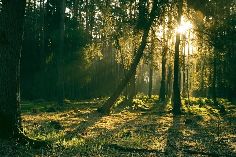 Black Forest, Germany